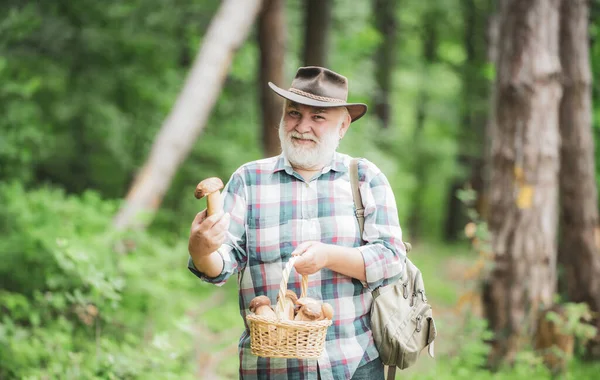 Großvater sammelt Pilze im Sommerwald. Alter Mann zu Fuß. Opa Rentner. Seniorenwanderung im Wald. Sommer und Hobbys. — Stockfoto
