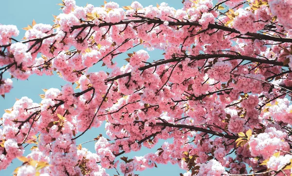 Japon cherry. Prunus serrulata. Bahar çiçek deseni. Kiraz çiçeği. Bahar çiçek deseni. Sacura kiraz ağacı. — Stok fotoğraf