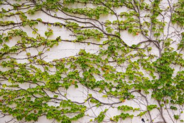 Yeşil yapraklı arka plan. Soyut yeşil yaprak dokusu, yaprak yaprağı doğası. Yeşil arkaplan.