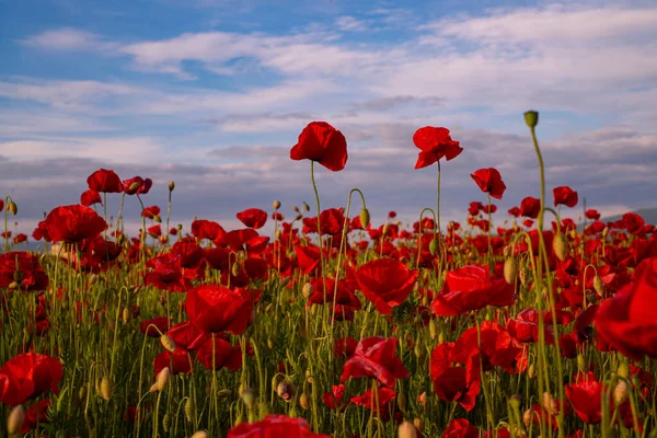 Des coquelicots rouges. Australie New Zealand Army Corps. Fleur de pavot rouge et texte sur fond blanc. Anzac Day. Jour du Souvenir. — Photo