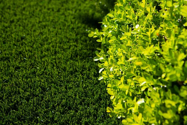 Fondo de hojas verdes. Textura y fondo natural, naturaleza, fondo verde. Follaje orgánico texturizado. — Foto de Stock