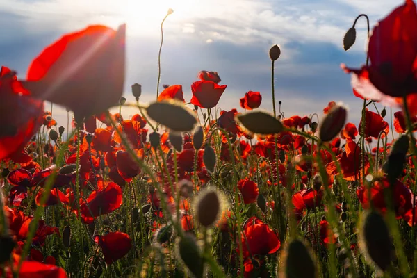 Květiny Červený mák kvete na divokém poli. Austrálie Armáda Nového Zélandu. Červený mák květiny a text na bílém pozadí. Anzac Day. Den příměří na památku. — Stock fotografie