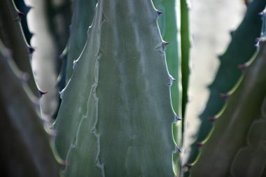 Agave kaktüsü. Yakın çekim kaktüs sırtı, kaktüs ya da kaktaceae deseni.