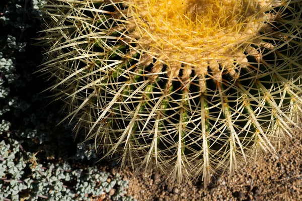 Kaktus backdround, kaktusdesign eller cactaceae mönster. — Stockfoto