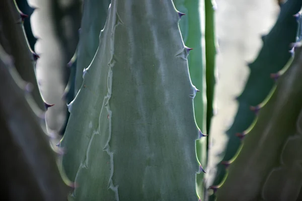 Agave kaktus. Närbild kaktus backdround, kaktusar eller cactaceae mönster. — Stockfoto