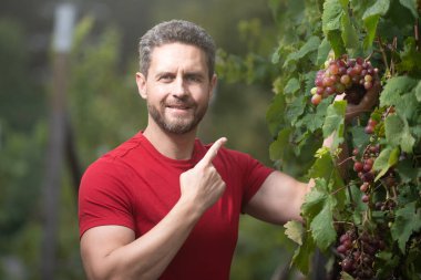 Şaraphane arazisi. Üzüm kesen bir üzüm çiftçisi. Üzüm bağında üzüm toplayan bir adam, üzüm toplayan, şarap yetiştiren, parmağıyla işaret eden bir işçi. Hasattaki çiftçiler üzüm topluyor..