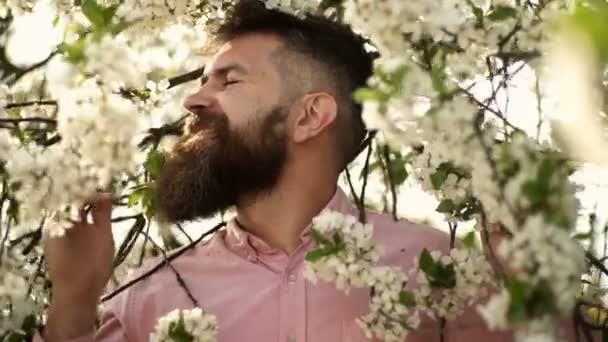 Closeup face of funny smiling man with beard of flowers. Funny spring. Man smelling blooming tree in orchard. — ストック動画