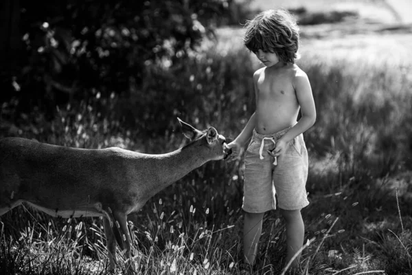 Een kind dat reeën buiten voert. Mooie jongen met baby dier in het park. Aanpassing van kinderen. — Stockfoto