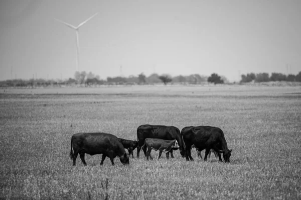 Prado con vaca pastando y terneros. Vacas en un campo herboso en un día soleado. —  Fotos de Stock