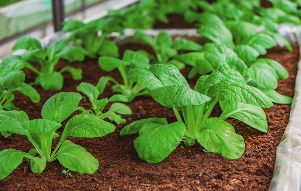 Tuinieren en planten. Kruiden kweken in de kas. — Stockfoto