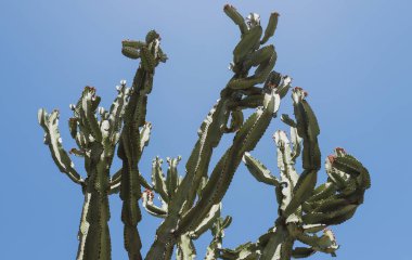 Kaktüs çölde, gökyüzü tepesinde, kaktüs ya da kaktaceae deseninde..