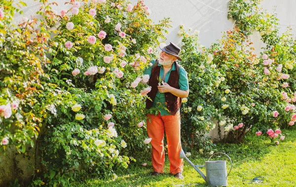 Senior old man in garden cutting roses flowers. Gardener grandfather with spring bloom. — Stock Photo, Image