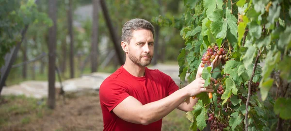 Садовник на летний сбор винограда. Человек обрезает виноградники. Человек собирает виноград красного вина на винограднике. Урожай винограда. — стоковое фото