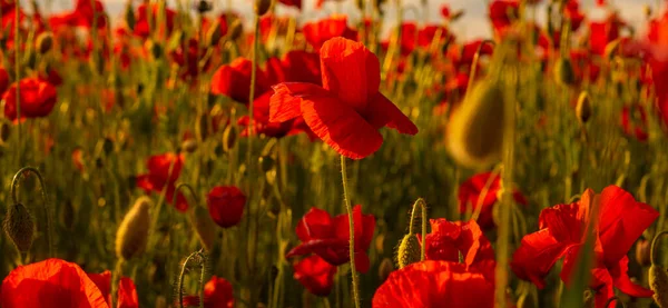 Flowers Red poppies blossom on wild field. Poppy field in full bloom against sunlight. Armistice concept. Remembrance day, Anzac Day. Poppy flower field. Summer and spring, poppy seed. — Stock Photo, Image