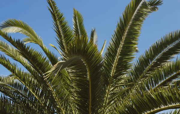 Handflatornas struktur. Palmer på blå himmel, palm vid tropisk kust, kokosnötsträd. — Stockfoto