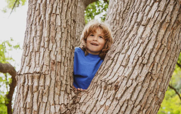 Portrait of cute kid boy sitting on the big old tree on summer day. Child climbing a tree. Little boy sitting on tree branch outdoor. Active boy playing in park. — Stock Photo, Image