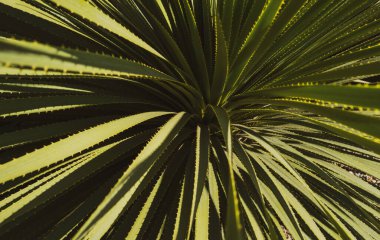 Agave kaktüsü. Kaktüs sırtı, kaktüs tasarımı ya da kaktaceae deseni.