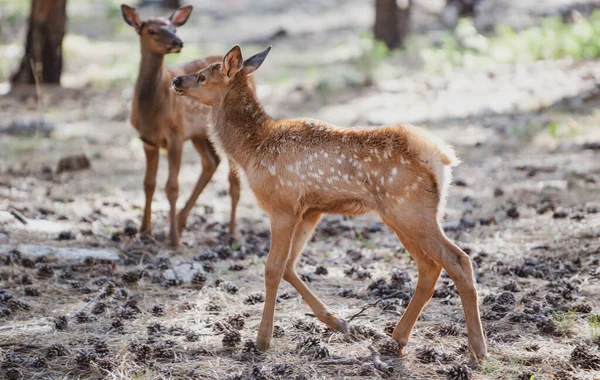 Naturaleza. Ciervo Fawn. Bambi. Ciervo de cola blanca, capreolo. Hermosa vida silvestre buck. —  Fotos de Stock