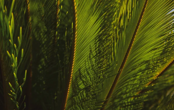 热带绿色图案纹理。棕榈叶质感，棕榈椰叶自然绿色背景. — 图库照片