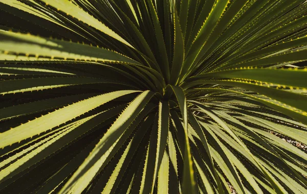 Agave kaktüsü. Kaktüs sırtı, kaktüs tasarımı ya da kaktaceae deseni.