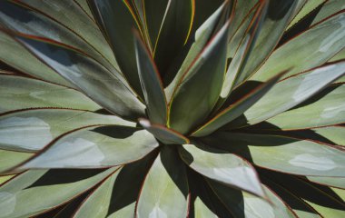 Agave. Çöl sırtında kaktüs, kaktüs ya da kaktaceae deseni. Agave kaktüsü.