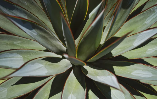 Agave. Kaktus v pouštním prostředí, kaktusy nebo kaktusy. Agave kaktus. — Stock fotografie