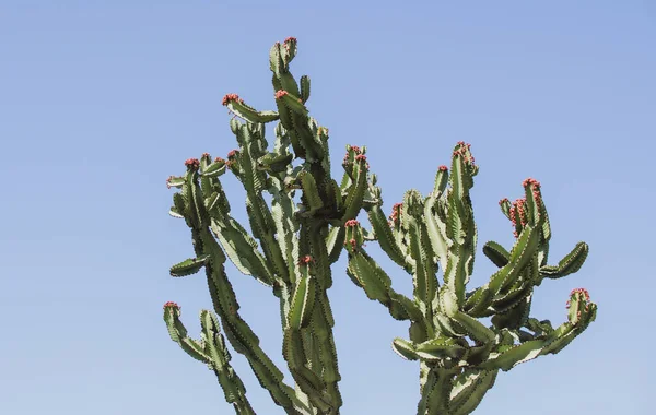 Cactus on blue sky backdround, cacti design or cactaceae pattern. — Stock Photo, Image