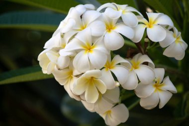 Ağaçta çiçek açan Plumeria çiçeği. Tropik çiçek, beyaz Plumeria yakut çiçekleri. Frangipani çiçeği.