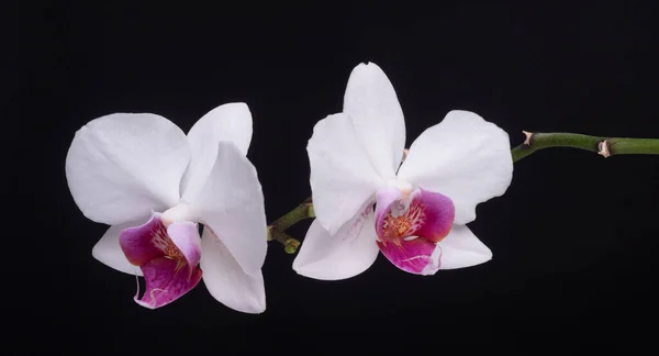 Białe kwiaty storczyka z kwiatem na czarnym odizolowanym tle. Sztandar. — Zdjęcie stockowe