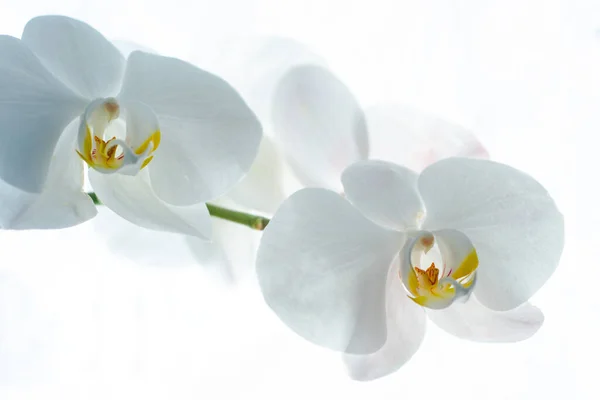White orchid flowers with blossom at isolated background. — 스톡 사진