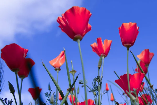Poppy for Remembrance Day, Memorial Day, Anzac Day in New Zealand, Australia, Canada and Great Britain. Poppy meadow on blue sky. — Stock Photo, Image