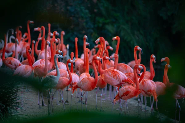 A group of flamingoes. Pink flamingos against green background. Phoenicopterus roseus, flamingo family. — 스톡 사진