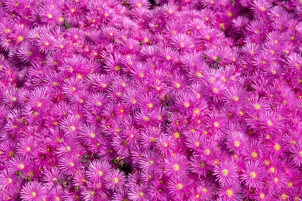 Vista dall'alto. Sottobicchieri rosa in giardino, texture rosa margherite. Camomilla viola sfondo. Fiori di felce di muschio rosa e viola. — Foto Stock