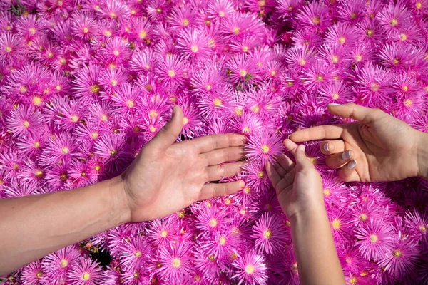 Mains de famille sur asters roses, fond de texture marguerites roses. Parents mains sur fond de camomille violette. Concept d'unité, de soutien, de protection et de bonheur. Mains de famille. — Photo