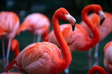 Daha büyük flamingo, Phoenicopterus gülü. Pembe Flamingo kolonisi gölette yürürken tımar ediliyor..