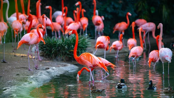 Amerikanischer oder karibischer Flamingo, Phoenicopterus ruber. Flamingos oder Flamingos sind eine Art Watvogel aus der Familie der Phoenicopteridae. Rote Flamingos. — Stockfoto