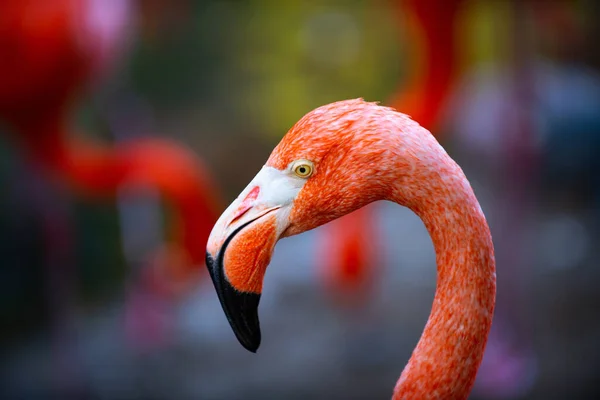 Retrato de perfil de close-up de um flamingo rosa. Belos flamingos andando na água com gramíneas verdes fundo. Flamingo americano caminhando em uma lagoa. — Fotografia de Stock