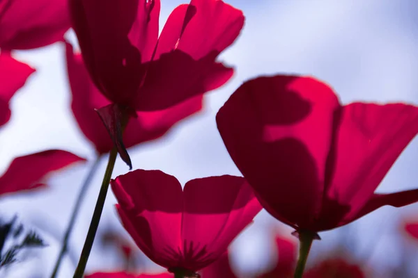 Poppy flower for Remembrance Day, Memorial Day, Anzac Day Új-Zélandon, Ausztráliában, Kanadában és Nagy-Britanniában. — Stock Fotó