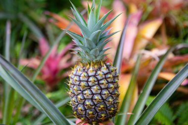 Bahçede yetişen ananaslı tropik meyve. Hawaii ananas çiftlikleri Hawaii adasının kırsalında.