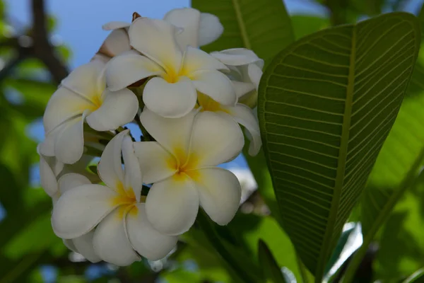 Vit plumeria rubra blommor på nlue himmel bakgrund. Frangipani blomma. Plumeria Ã ¤r en perenn blommande vÃ ¤xt i pantip eller Frangipani familjen. Apocynaceae. — Stockfoto