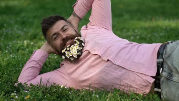 Wiosenny dzień. Zabawny człowiek leżący na trawie z rumiankiem w brodzie. Brodaty stylowy mężczyzna. — Wideo stockowe