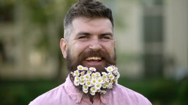 Boldog mosolygós hipszter százszorszépekkel a szakállában. Vicces férfi kamillával szakállas kültéri portréval. Tavaszi hangulat. Napfényes portré. Gondtalan és pozitív gondolkodás. — Stock videók