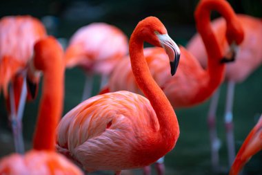 Suda yeşil otlarla yürüyen güzel flamingolar. Amerikan Flamingosu gölette yürüyor.