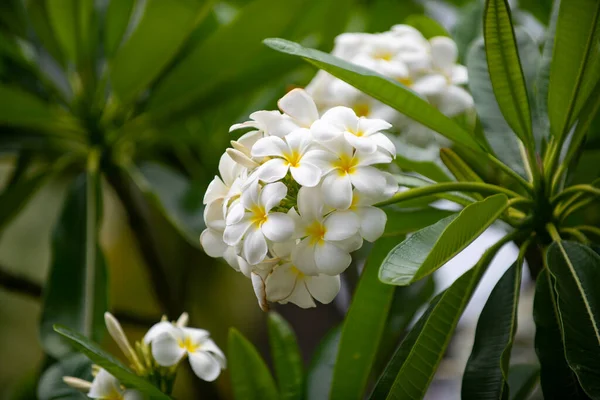 Blühende Frangipani-Blume. Weiße Blüten von plumeria rubra. Frangipani blühen im Frühling. — Stockfoto