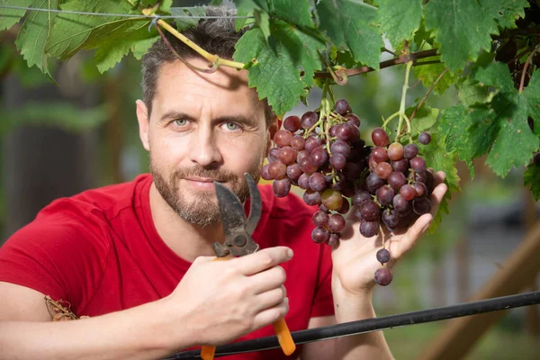 Szőlőtermesztők szőlőt vágnak. Egy gazda, aki szőlőt tart a szőlőben. Fiatalember szőlőt vág. fiatal szőlőtermelő a szőlőültetvényen. — Stock Fotó