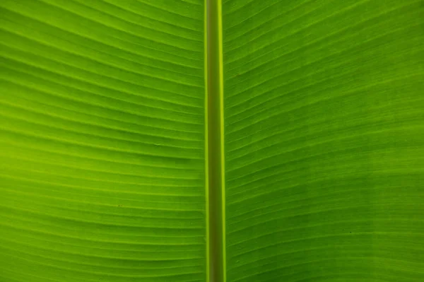 Close up abstrato textura verde, fundo da natureza, folha tropical. Fundo de textura de folha tropical. Verde fechar a estrutura da folha. — Fotografia de Stock
