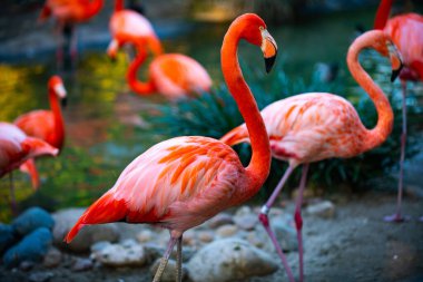 Suda yeşil otlarla yürüyen güzel flamingolar. Amerikan Flamingosu gölette yürüyor.