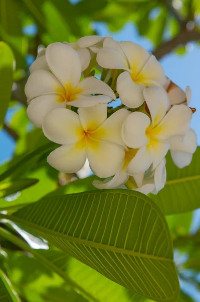 Fleurs blanches plumeria rubra. Une fleur de Frangipani. Semboja Plumeria est un groupe de plantes du genre Plumeria. Floraison tropicale fleur. — Photo