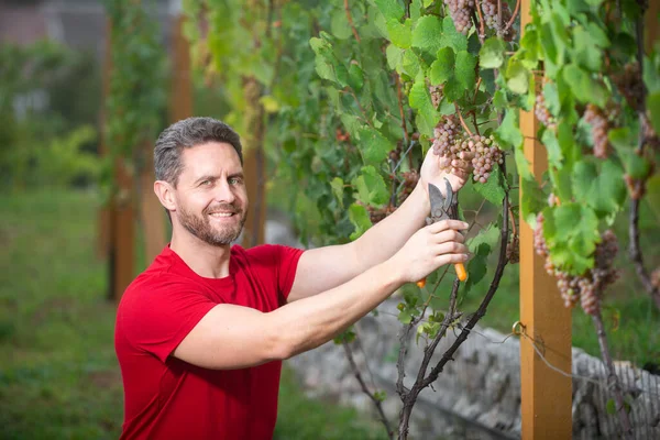 Borkészítő, szőlőszüret. Vinedresser szőlőt szeletel. férfi szőlőültetvény tulajdonosa. Szőlőből szőlőt vágó ember. — Stock Fotó