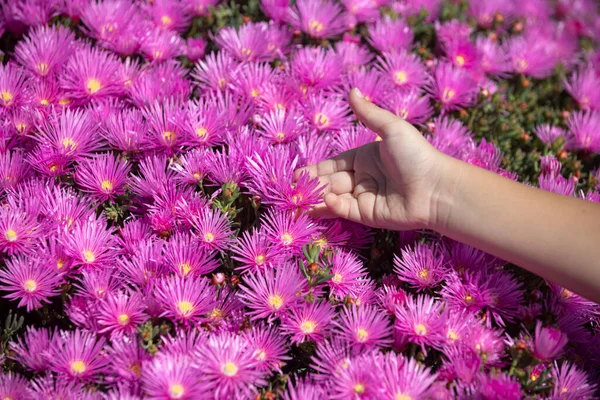 Les enfants mettent la main sur les fleurs. asters roses dans le jardin, texture marguerites roses. Violet fond de camomille. — Photo